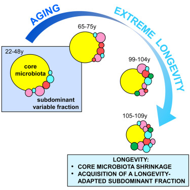 Elderly microbiome studies, including centenarians and semi-supercentenarians logo